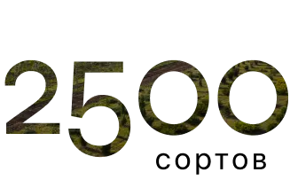 2500 сортов
