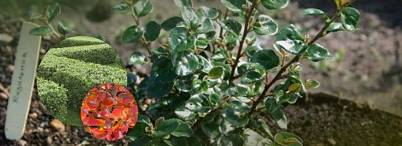 Осенняя спеццена на кизильник блестящий! Всего 260 рублей