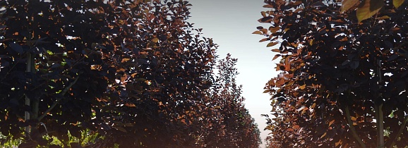 Распродажа деревьев в ПДК “Южный”: скидки до 50% для оптовых клиентов