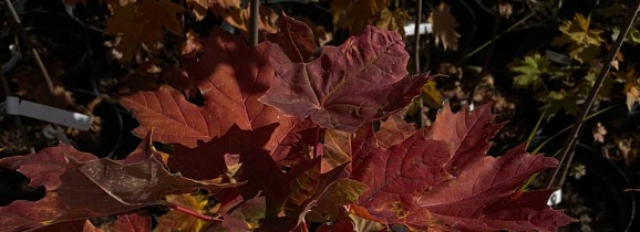 Липа клен тополь 9900 руб | Акция крупномеров