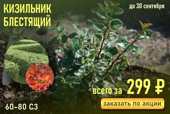 Осенняя спеццена на кизильник блестящий! Всего 299 рублей