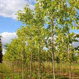 Клен сахарный (серебристый)