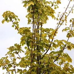 Клен Фримана 'Аутум Блэйз'