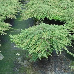 Можжевельник обыкновенный Грин Карпет (Green Carpet)